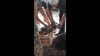 3 KAMBING 1 DOMBA