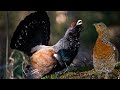 Western Capercaillie: The Largest Grouse Breeding Season Displays