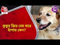 কুকুর জিভ বের করে হাঁপায় কেন? Dog Facts #shorts Aaj Tak Bangla