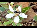 Zen Garden - Vibin’ With Some Bees on Dewberry Brambles - natural birdsong