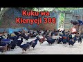 Nilianza na Kuku 8 wa Kienyeji, Lakini Nimezalisha Kuku wa Kienyeji 300