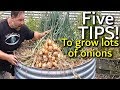 5 Tips How to Grow a Ton of Onions in One Container or Garden Bed