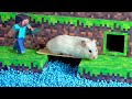 Hamster Minecraft Maze