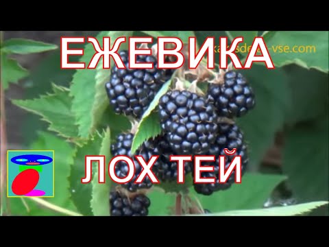 Лох тей ежевика выращивание и уход Лох тей ежевика выращивание и уход