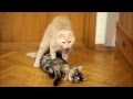 Cats mating. Cat "revives" and mates his girlfriend.