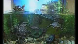 Уход за красноухими водяными черепахами в домашних условиях Уход за красноухими водяными черепахами в домашних условиях