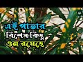 Green Natural Leaf View in My Garden || Plants and Tree, KRM Vlog2.0 ||