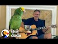 Parrot Insists On Singing Whenever Dad Plays Guitar  | The Dodo Soulmates