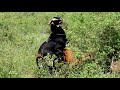 OMG!! Never b4 Breeding goat