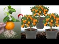 New idea ! Growing Oranges With Aloe Vera and Eggs​ | How to Grafting Oranges