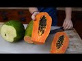 Papaya is a MUST-Grow Crop in Florida || Cultivation Info + Cooking Show @HEART Village