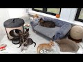 Download Moms reunite with their kittens (and Grandpa Mason) - TinyKittens.com mp4 3gp mp3 videos - waplic