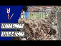 Llama Shorn After 6 Years!