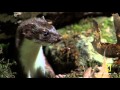 Download Secret Life of Predators S01E02 Stealth HDTV x264 W4F mp4 3gp mp3 videos - waplic