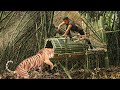 run attack tiger by amazing giant bamboo trap