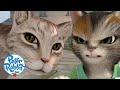 @OfficialPeterRabbit - Adventures With Mittens & Mr Mcgregor's Cat 🐈 🐱 | Cat Day | Cartoons for Kids