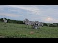 Zebras Removing Ticks By Rubbing Against Each Other