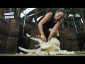 Welch Shearing - Chasing Perfection in Northern Waikato | On Farm Story