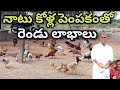 country chicken farming in telugu- నాటు కోళ్ల పెంపకం తో డైరీ కి మేలు,మనకు ఆరోగ్యమైన చికెన్