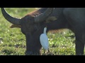 Cattle Egret, Crested Myna and Buffalo (Symbiotic relationship 共生關係)