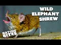 Cute Elephant Shrew Becomes a Zoo's Superstar   | Nature Bites