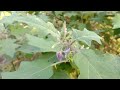 Plants & Fruits review || Catswort plant|| Turkey berry || vlog- 44 || Srilekhas Vlog