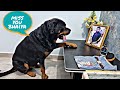 Jerry is missing bhaiya|| emotional dog video|| dog missing his owner||