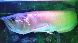 Arwana The Super Silver Giant Fish In Rofik Aquarium