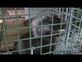 Horrific Fur Farm Footage from Animal Protection Norway and Network for Animal Freedom
