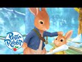 Peter Rabbit - Brotherly Love | Cartoons for Kids