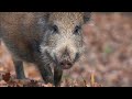 Wild Pigs in Central Florida