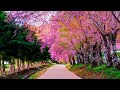 Piano Music that heals the mind and soul || Stress relieving music