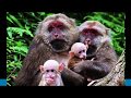 Rhesus Monkey Experiment Explanation   Nagler