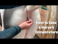 How to measure Horse’s Temperature 🐴🌡 Taking Horse’s Temperature 🐴🌡
