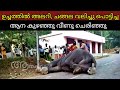 "മരണ വെപ്രാളത്തിൽ അലറി വിളിച്ച ആന കുഴഞ്ഞു വീണു ചെരിഞ്ഞു"| Kerala elephant video |Snake bite elephant