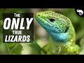 Most "Lizards" Are NOT True Lizards At All!