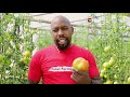Growing Tomatoes in a 500 sqm Greenhouse - Total farm Solutions