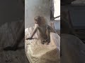 rowdy biju (the monkey) needs my phone! | Rowdy Biju is my home honor | Animal World Uploads |