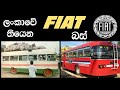 Fiat Bus Models in Sri Lanka | Made in Italy | Old SLTB Buses