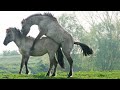 Horses mating - ZAPPING SAUVAGE