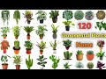 Ornamental Plants Vocabulary ll 120 Ornamental Plants Name In English With Pictures l Indoor Plants