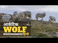 Arctic Wolf - हिन्दी डॉक्यूमेंट्री | Wildlife documentary in Hindi