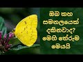Yellow butterfly meaning in Sinhala