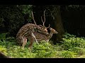 Spotted deer mating | Wild animal mating | animals mating | Spotted deer at Chitwan National Park