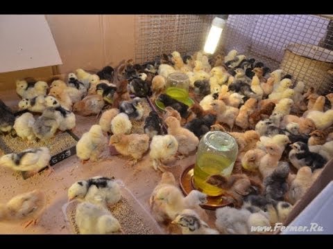 Уход и кормление цыплят брама Уход и кормление цыплят брама