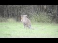 Australian wildlife: Red-necked wallabies courting