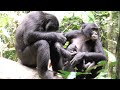 Grooming and Breast Feeding in Wild Bonobos! Mother, Baby, and Adolescent Bonobos.