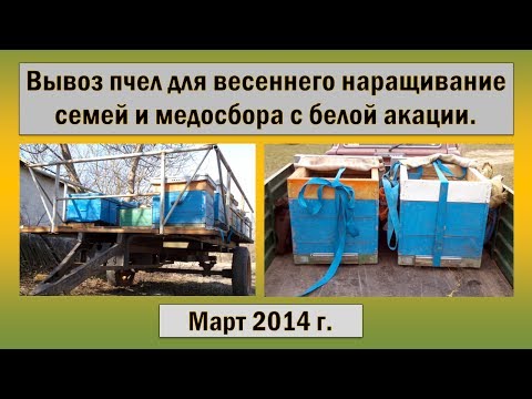 THUONO (Италия) - Твизл Наращивание пчел весной