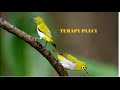 Download Terapi pleci macet bunyi kembali gacor