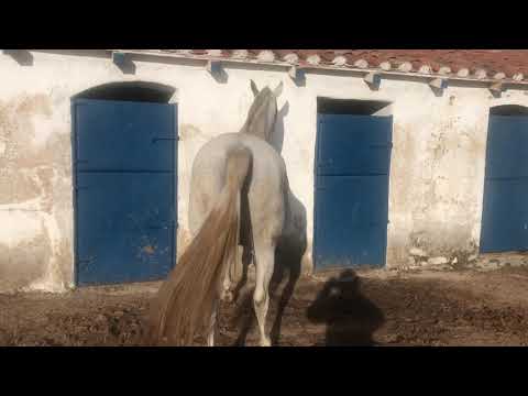 Yegua con caballo xvideo.com